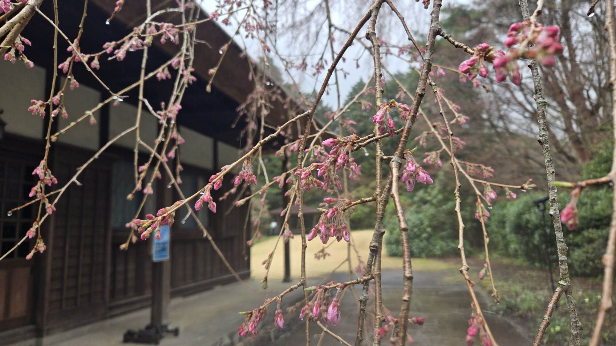 3月29日 桜の開花状況