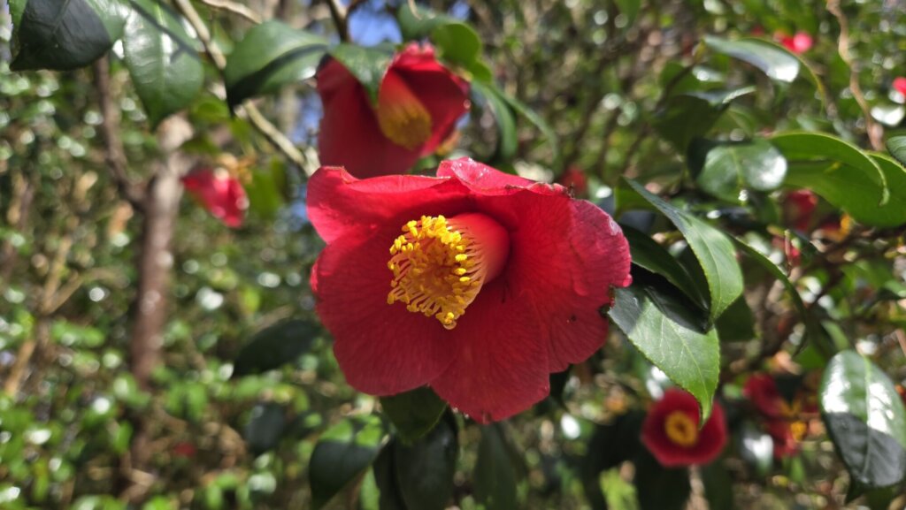 園内の花たち(4/2)現在の開花状況 #1