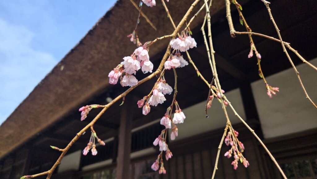 4月2日 桜の開花状況