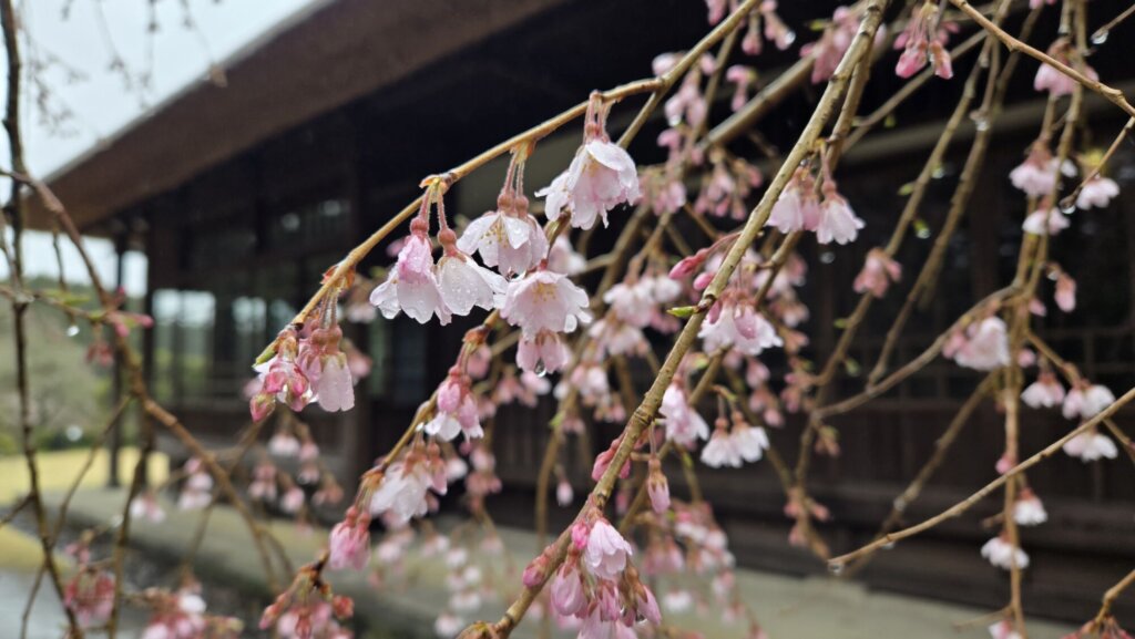 4月3日 桜の開花状況