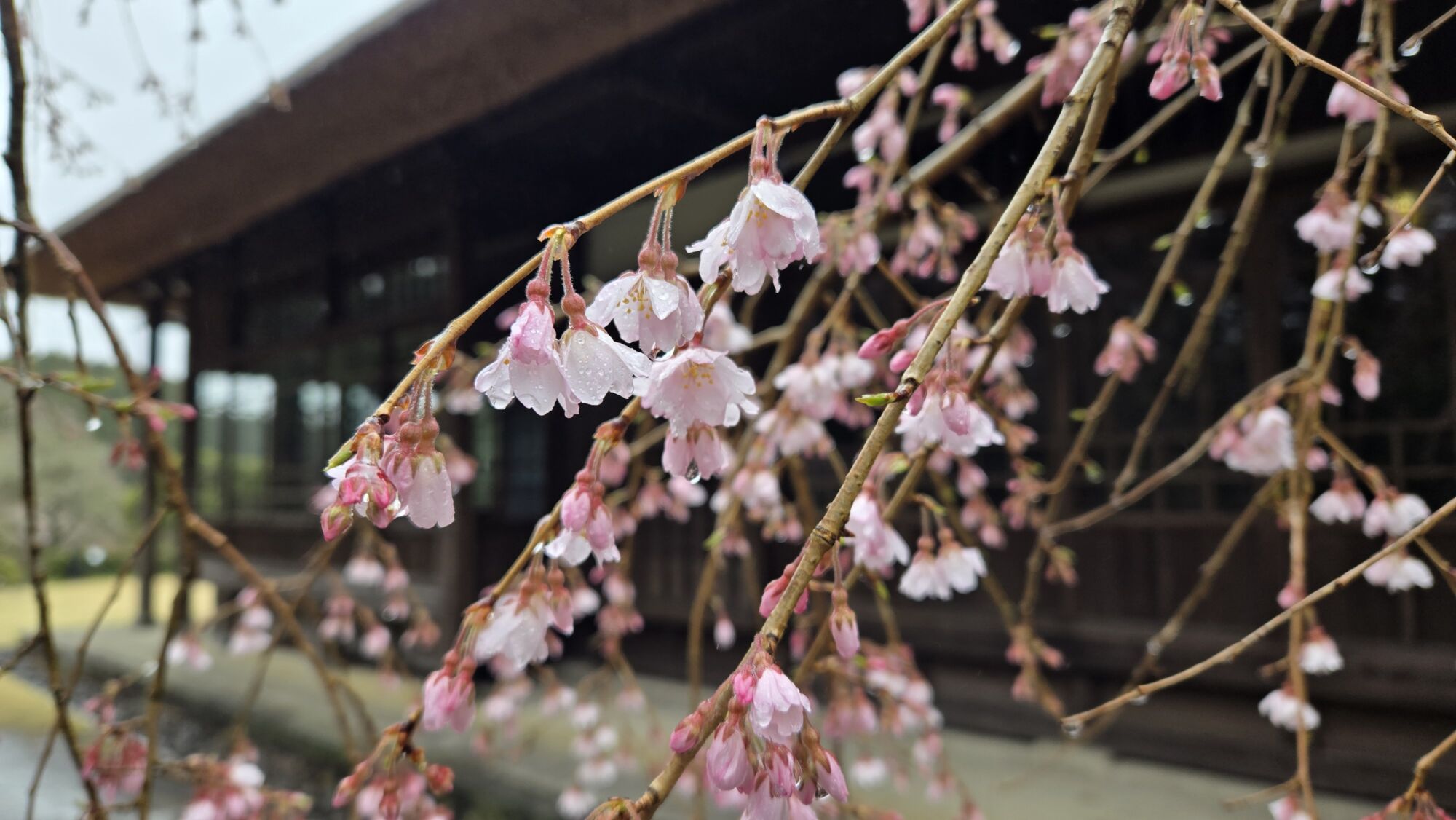 4月3日 桜の開花状況 | 秩父宮記念公園
