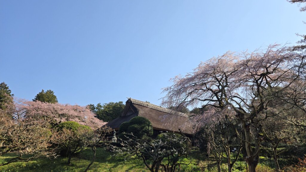 4月4日 桜の開花状況