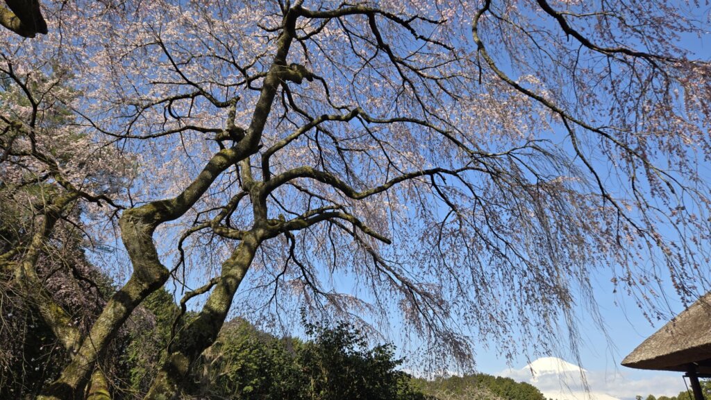 4月5日 桜の開花状況