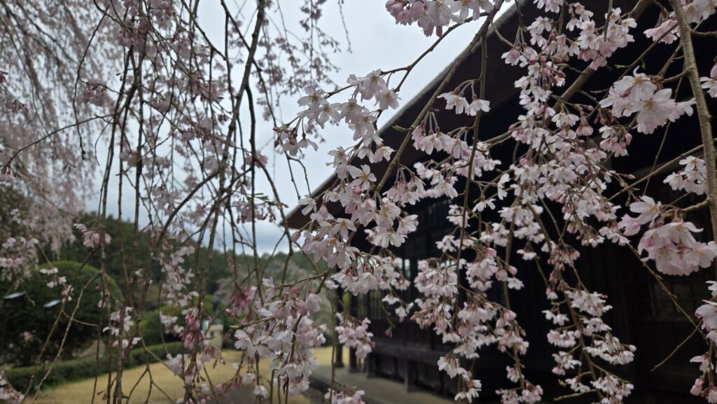 4月6日 桜の開花状況