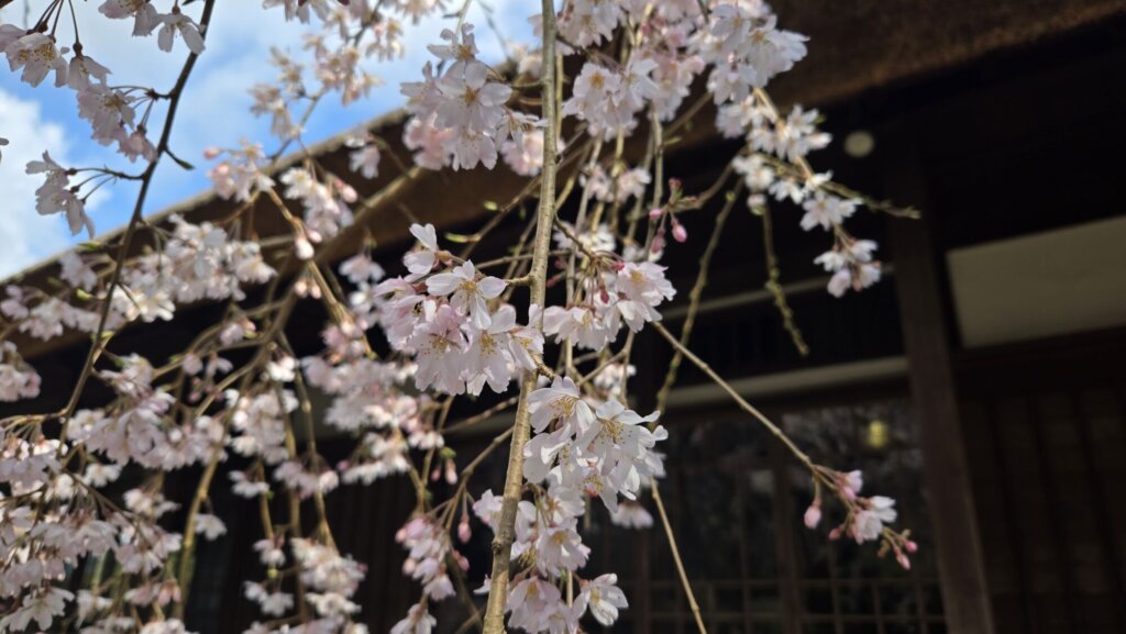 4月7日 桜の開花状況