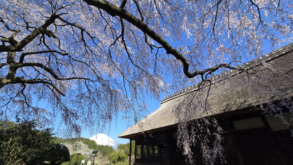 4月9日 桜の開花状況