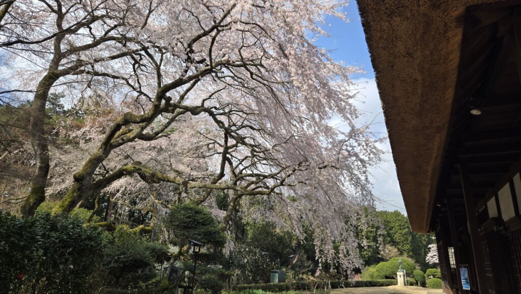 4月10日 桜の開花状況