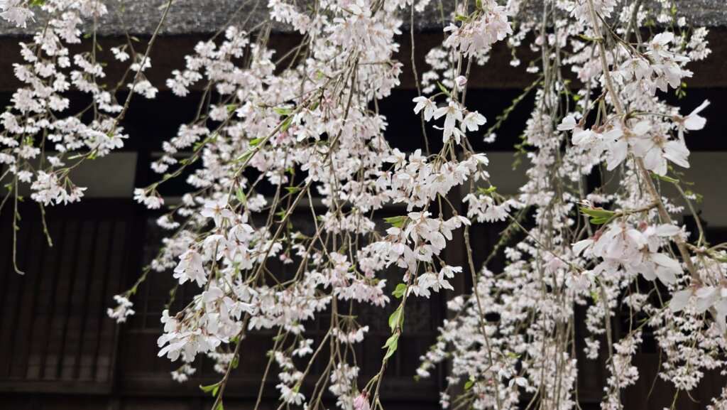 4月11日 桜の開花状況