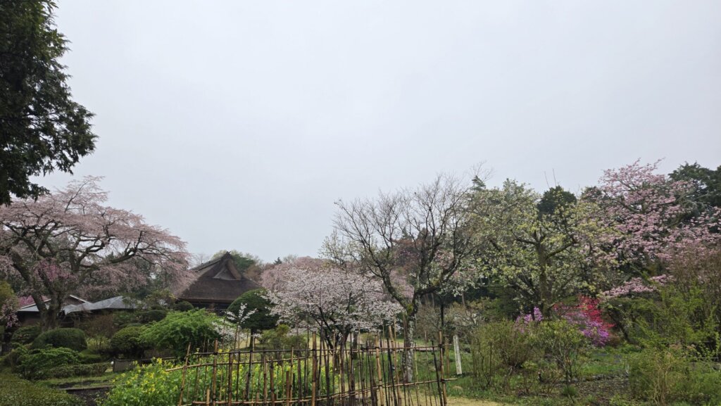 4月13日 桜の開花状況