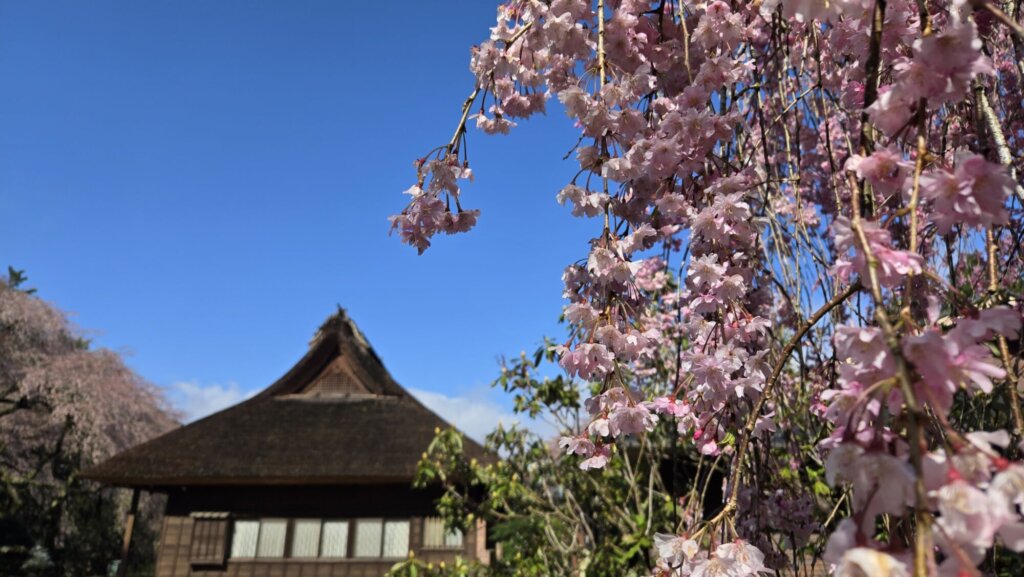 4月14日 桜の開花状況