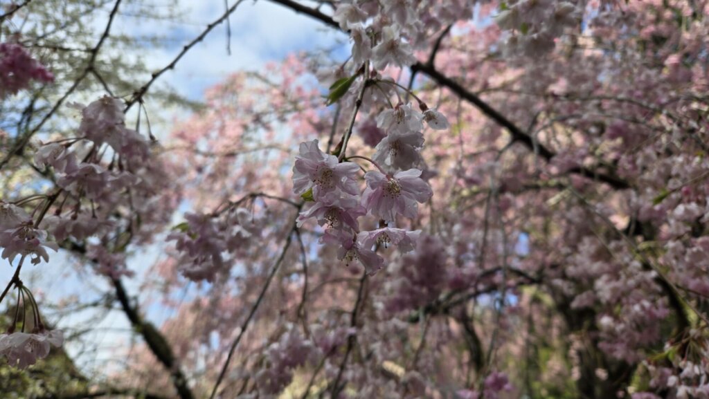4月15日 桜の開花状況