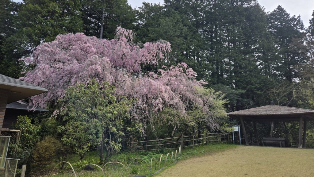 4月17日 桜の開花状況