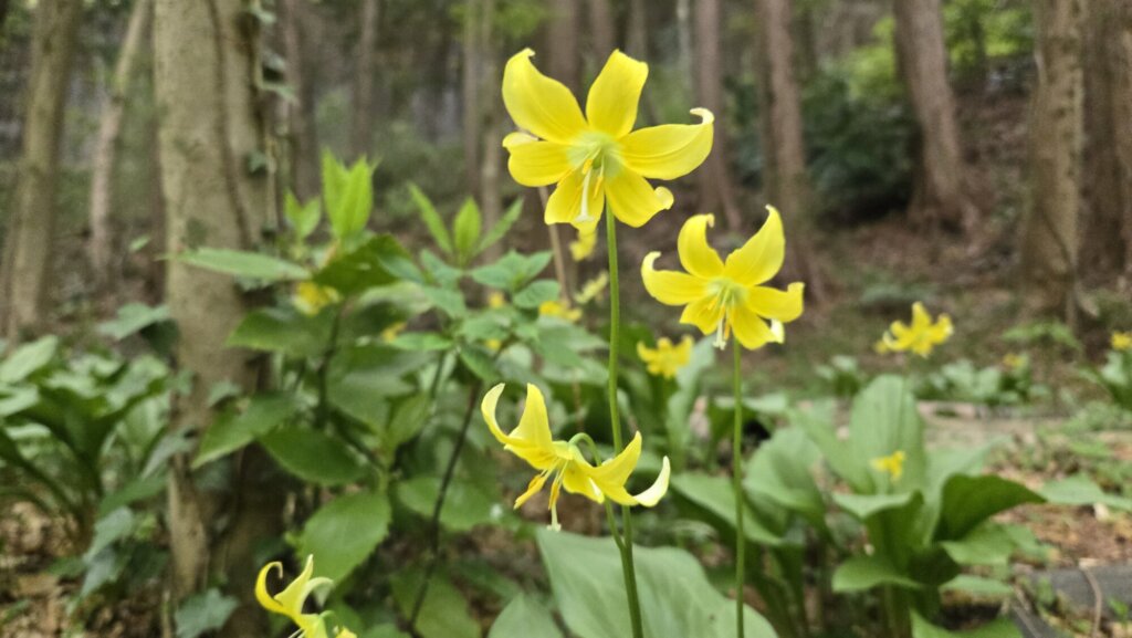園内の花たち(4/23)現在の開花状況 #4
