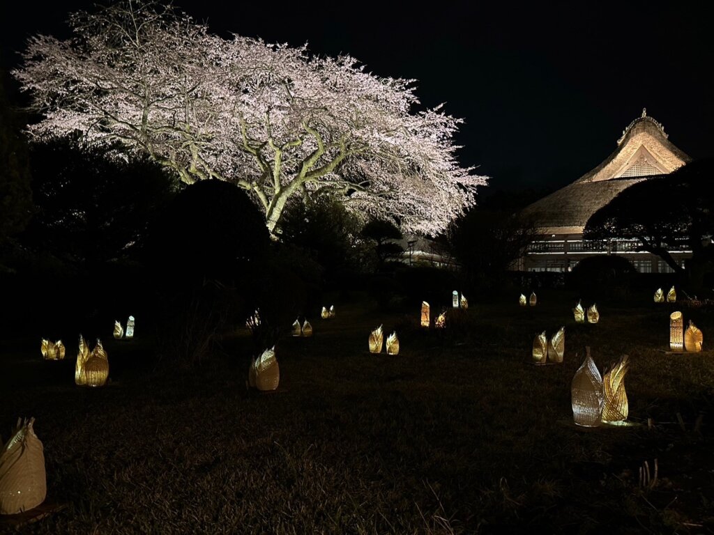 令和7年 夜桜ライトアップのお知らせ