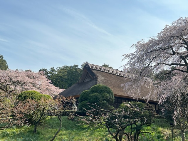 桜開花状況4/8