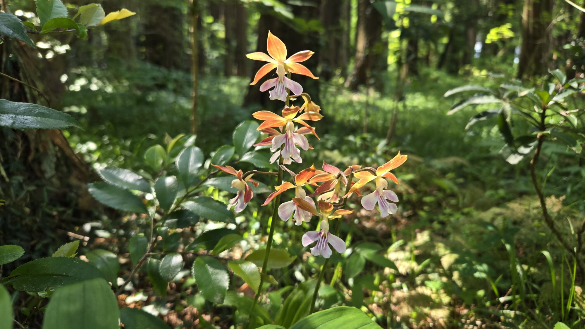 園内の花たち(5/14)現在の開花状況 #6 | 秩父宮記念公園