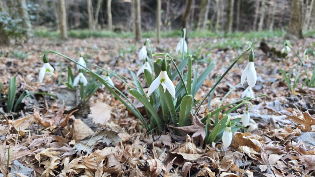 園内の花たち(2/4)現在の開花状況 #37