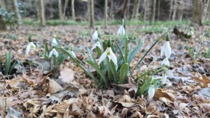 20260204_suno-doroppu