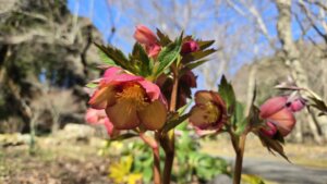 20260308_kurisumasuro-zusa-monnpinnku