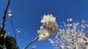 3月8日 桜の開花状況