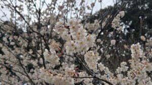 3月16日 桜の開花状況