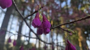 3月21日 桜の開花状況