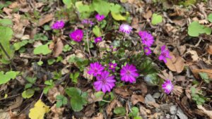 20260324 misumisoukoipinku