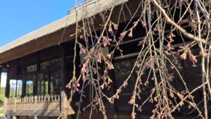 3月24日 桜の開花状況