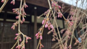 3月25日 桜の開花状況