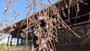 3月27日 桜の開花状況