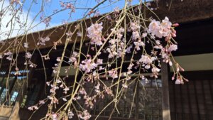 3月28日 桜の開花状況