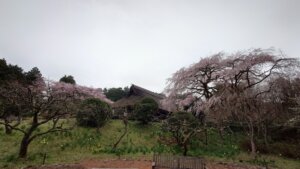 3月30日 桜の開花状況