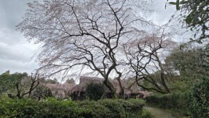 4月1日 桜の開花情報