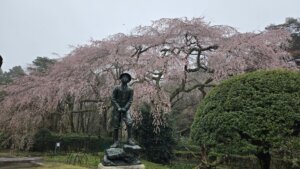 4月2日 桜の開花状況