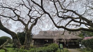 4月4日 桜の開花状況