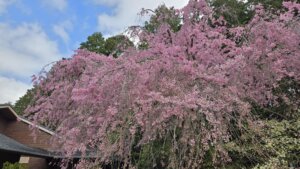4月6日 桜の開花状況