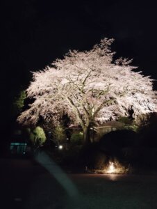 桜ライトアップ 2026について